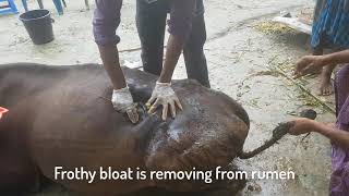 Emergency bloat removal of cow by trocar and cannula [upl. by Kcod510]