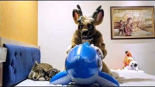 Deer Squeaky Fun  Riding and Deflating Inflatable Bestway Dolphin [upl. by Adelbert]