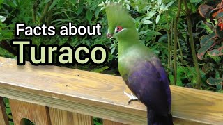 Facts about Turaco [upl. by Yesnek650]