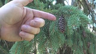 Identifying white spruce [upl. by Aizan511]