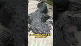 Crocodile vs Alligator [upl. by Nairahcaz]