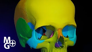 Oasele craniului Prezentare 3D Anatomie [upl. by Ramah]