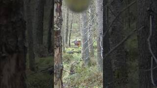 Capercaillie with shotgun [upl. by Burnley]