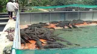 Gentleman crocodile farm [upl. by Hareehahs161]