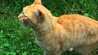 CHAT MIAULE  MANGER CAT MEOWS TO EAT CAT MIAOWS [upl. by Annal591]