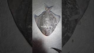 Kapri Pomfret contact 97028 26570 Powaicha machiwala aagrikolilovesong pomfret seafood fish [upl. by Hamaso30]