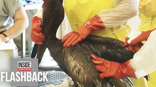 How Animals Survived the BP Oil Spill [upl. by Ajat240]