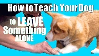 How to Teach ANY Dog to Leave something alone [upl. by Tdnaltroc]