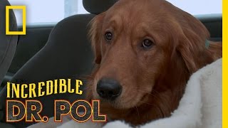 A Family’s Plea for Ozzy  The Incredible Dr Pol [upl. by Etteniotna]