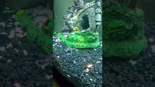 molting process in african dwarf frog [upl. by Cohberg]