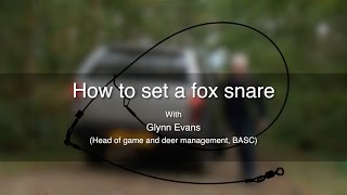 How to set a fox snare [upl. by Buffo]