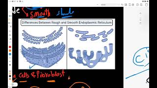 Chapter1 Cytology membranous organelles Rough and smooth endoplasmic reticulum amp Golgi apparatus [upl. by Armat]