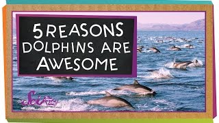 5 Reasons Why Dolphins Are Awesome [upl. by Nollad664]