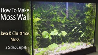 Moss Wall Aquascaping amp 3 Sides Carpet  15 weeks growing [upl. by Maya]