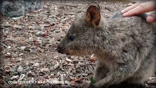 Discover the Worlds Happiest Animal  The Quokka [upl. by Ringe766]