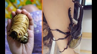 Everything You Need To Know About Giant Beetles [upl. by Bullivant62]