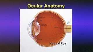 Glaucoma The Silent Blinding Disease [upl. by Alisun453]