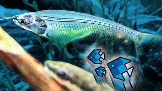 Die neuen Fische sind durchsichtig 😱 [upl. by Bear721]