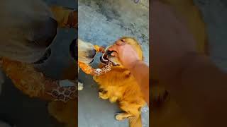 Wretched golden retrieveranimalshorts animals shortvideo shorts [upl. by Aidualk]