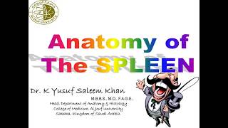 Anatomy Lecture of the SPLEEN  Dr Yusuf [upl. by Elleynod]