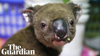 Almost 3 billion animals affected by Australian bushfires [upl. by Thursby283]