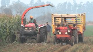 Forage harvester threshing maize plants in a field in Ludhiana [upl. by Llenehs]