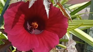 hollyhock plant growth plant care tips lovely garden Greenshine210 [upl. by Milford]