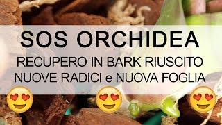 SOS ORCHIDEA  Recupero riuscito NUOVE RADICI [upl. by Ecitsuj]