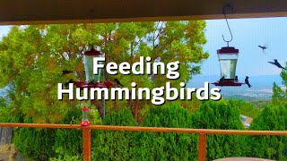 Feeding Hummingbirds [upl. by Eiknarf899]