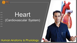 Human Heart Anatomy and Physiology Cardiovascular System [upl. by Urbannal]