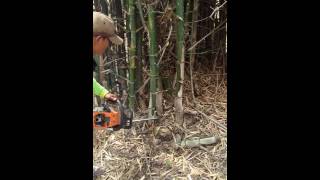 How to cut bamboo [upl. by Htebasile]