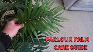 Parlour Palm Spotlight amp Care Guide Chamaedorea Elegans [upl. by Estus54]