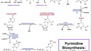 Nucleotide Metabolism  Pyrimidine Biosynthesis UTP amp CTP [upl. by Templer]