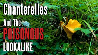 Chanterelle Mushrooms and POISONOUS Lookalike  Foraging in Appalachia [upl. by Llevrac]