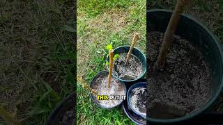 Regrow Mulberry Tree  Too Easy centralflorida easygardening mulberries [upl. by Noryahs]