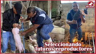 ¿Cómo seleccionar futuros reproductores en cerdos  Granja San Lucas [upl. by Gujral]