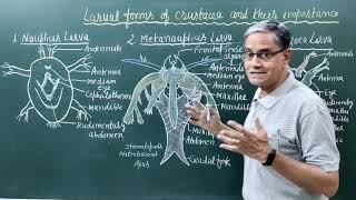 Larval forms of crustacea and their importance [upl. by Mehcanem]