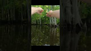 Vertical jigging with a slip bobber tips and technique  Crappie fishing [upl. by Persis]