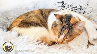 528 Hz Healing Music for Anxious Cats with cat purring sounds [upl. by Nangem60]