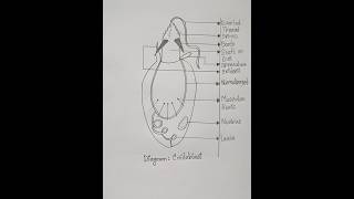 How to draw cnidoblast in easy way  Important diagram of Cnidoblast for 12 class students [upl. by Anaeco]