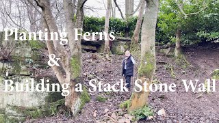 Planting Evergreen Ferns amp building a Dry Stone Wall [upl. by Ahrens]