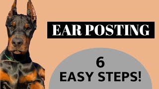 Doberman Ear Posting  6 EASY STEPS [upl. by Procto329]