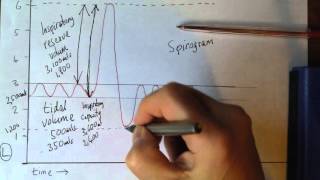 Respiratory system 9 Lung volumes spirogram [upl. by Knowland]