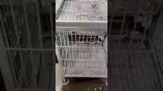 Allhamduillah mithuuu amp gray parrot ka pinjra Cage ready ho gya [upl. by Ariem]