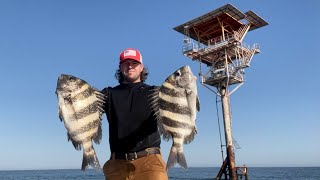 Sheepshead Spawn Fishing and HUGE Triggerfish [upl. by Acisset]