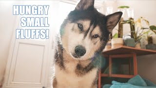 Husky Has CUTEST Reaction To Puppies Crying [upl. by Suixela]