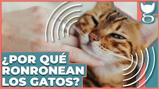 ¿POR QUÉ LOS GATOS RONRONEAN 😺 LA GATERÍA TV [upl. by Klehm]