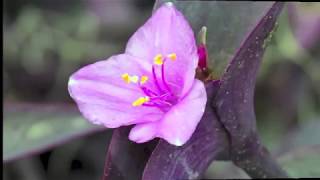 Propagation of a herbaceous species Tradescantia pallida [upl. by Ener]