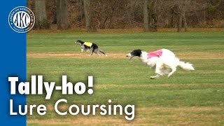 Tallyho Lure Coursing [upl. by Arfihs]