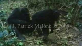 Emotions in nonhuman primates Washoe Flo Flint and grief [upl. by Greggory]